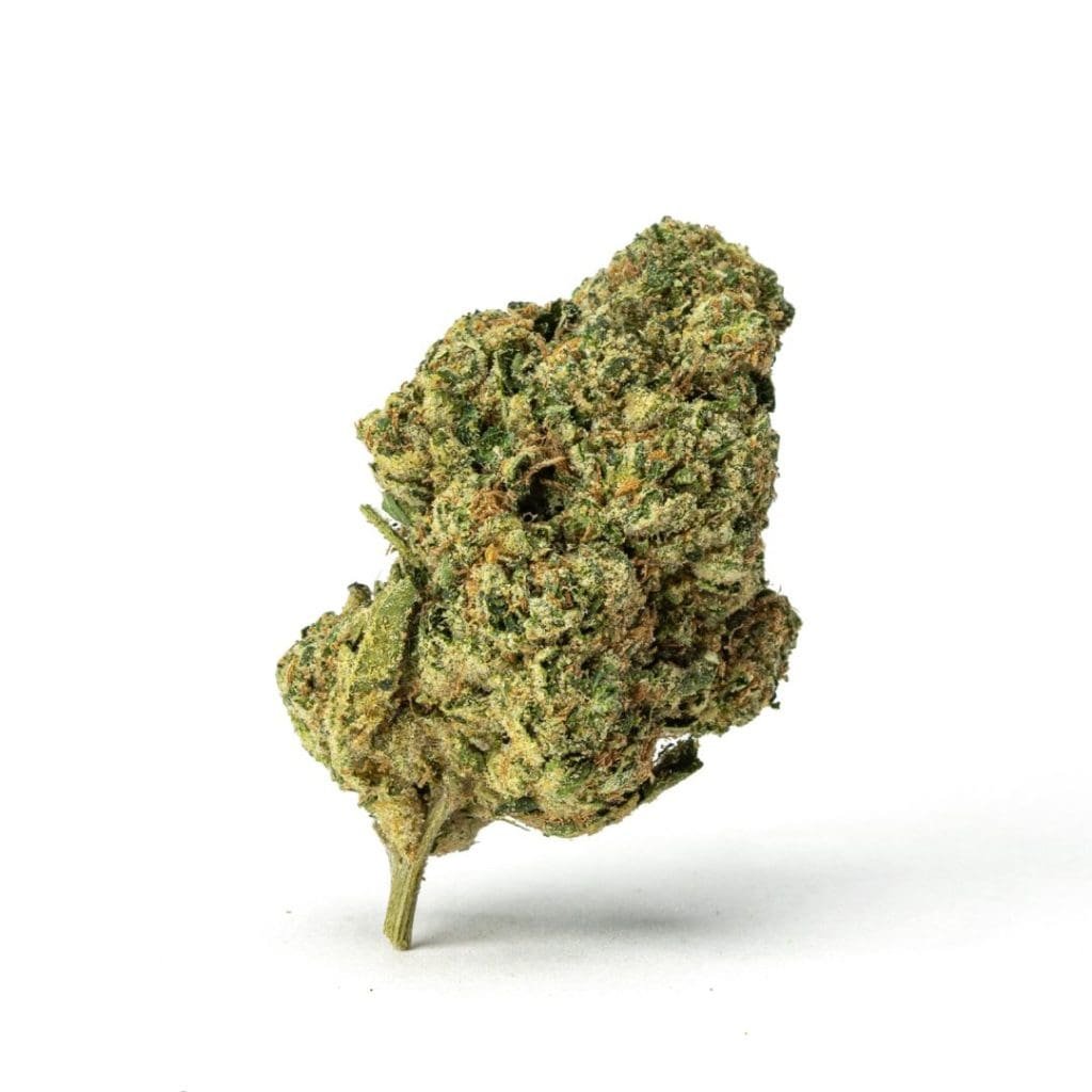 high thca mac 01 bud scaled 1.jpg high thca mac 01 bud scaled 1.jpg