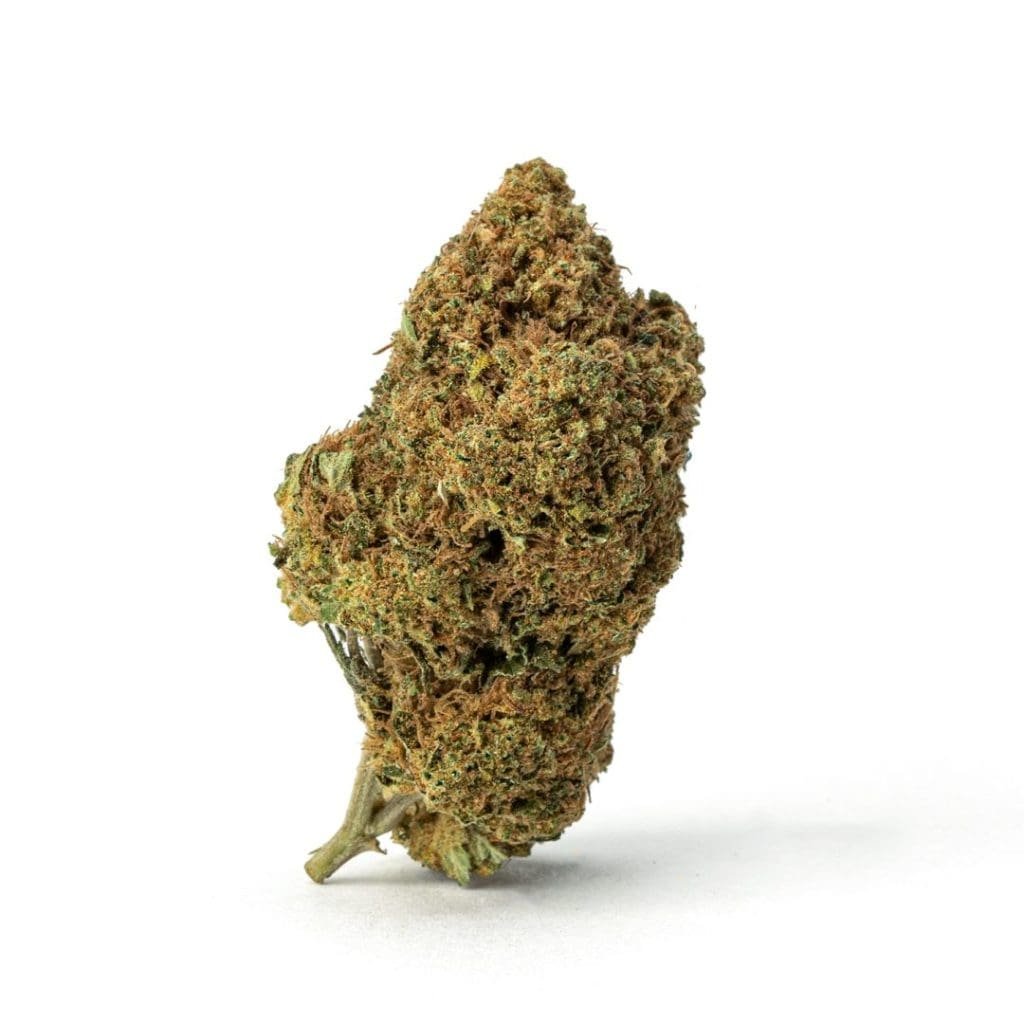 high thca sex panther bud 1 scaled 1.jpg high thca sex panther bud 1 scaled 1.jpg